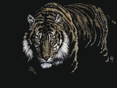 Tiger-Background